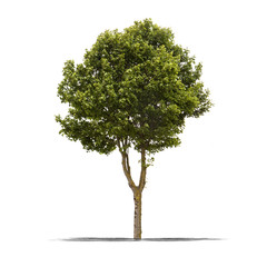 Arbre sur fond blanc
