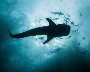 Crédence de cuisine en verre imprimé Plonger Whale Shark - Rhincodon typus