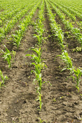 Fototapeta na wymiar Young corn field