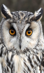 Long-eared owl, Asio otus