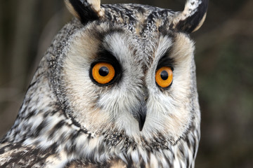 Long-eared owl, Asio otus,