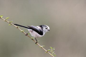 Long-tailed tit, Aegithalos caudatus, 