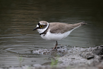 Little-ringed plover, Charadrius dubius, 