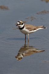 Little-ringed plover, Charadrius dubius, 