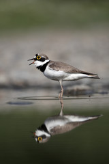 Little-ringed plover, Charadrius dubius, 