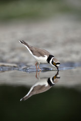 Obraz premium Little-ringed plover, Charadrius dubius, 