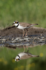 Little-ringed plover, Charadrius dubius, 