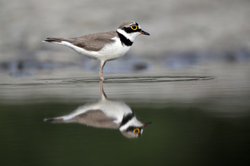 Little-ringed plover, Charadrius dubius, 