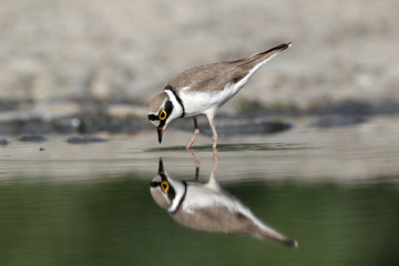 Little-ringed plover, Charadrius dubius, 