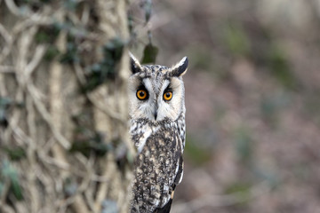Long-eared owl, Asio otus,