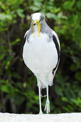 white-headed lapwing