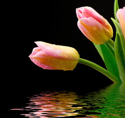 Mokre tulipany na czarnym tle