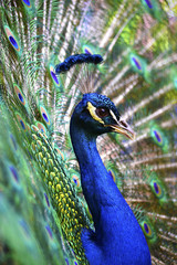 Obraz premium Peacock