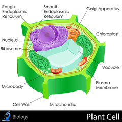 Plant Cell