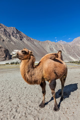 Camel in Nubra vally, Ladakh
