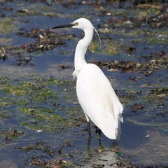 aigrette garzette en bord de mer