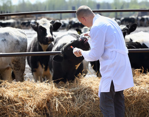 male  cow veterinarian