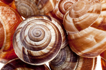 Snails isolated on white background