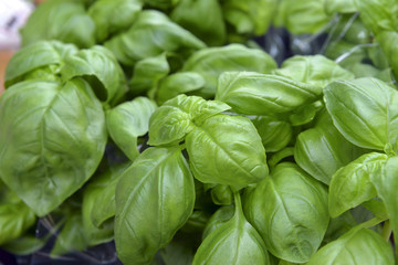 Basil plantation in the soil