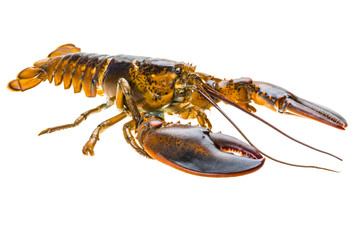 Raw lobster