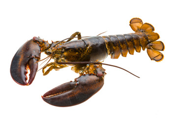 Raw lobster