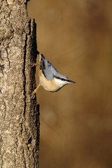 Nuthatch, Sitta europaea, 