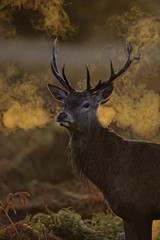 Red deer, Cervus elaphus, single male head 