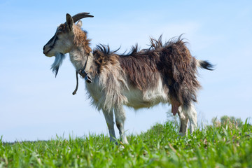 Fototapeta premium Goat