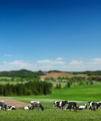 Cows