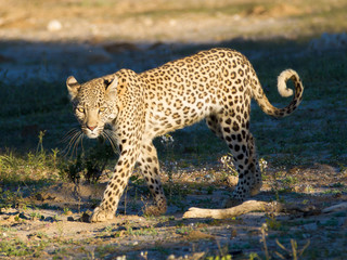 Leopard