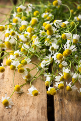 Chamomile.