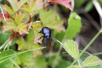 Kleiner Tatzenkäfer (Timarcha goettingensis)