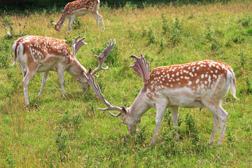 Fallow Deer