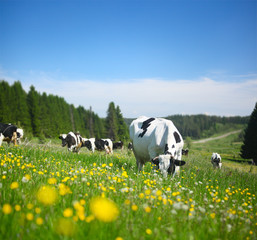Cows © Dudarev Mikhail