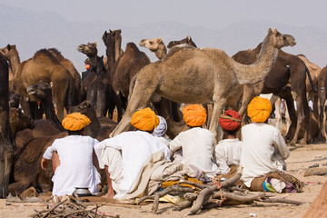 Pushkar Camel Mela. Rajasthan, India.