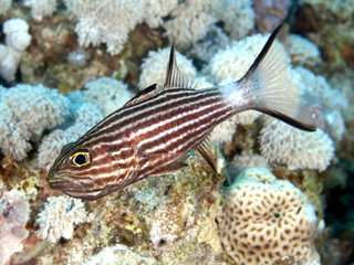 Fototapeta na wymiar Tiger cardinalfish