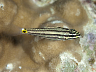 Fiveline cardinalfish