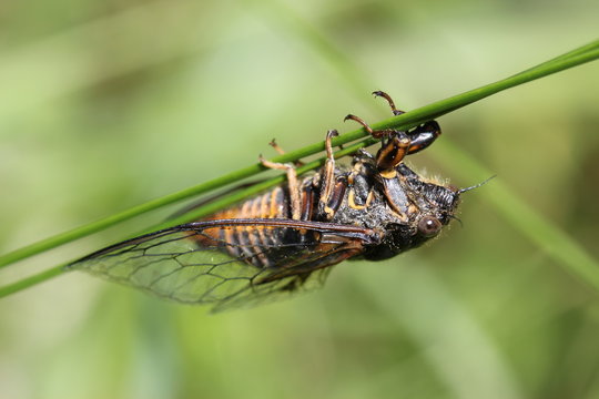 Bergzikade (Cicadetta montana) am D&ouml;rnberg
