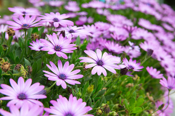 Fototapeta premium flowers