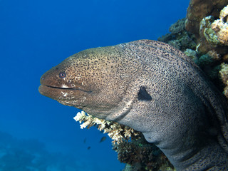 Giant moray