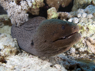 Giant moray