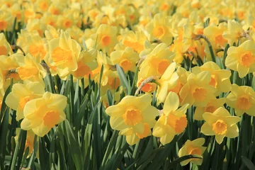 Fotobehang Yellow daffodils in a field © Studio Porto Sabbia