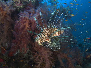 Fototapeta na wymiar Common lionfish