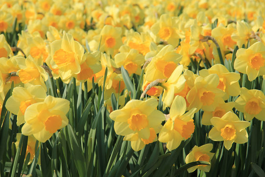 Yellow daffodils in a field