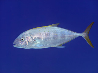 Yellow-dotted trevally
