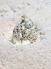 Marbled snake eel