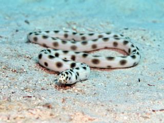 Spotted snake eel
