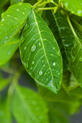 leafs with water drop - green leaves with water