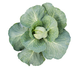 The green cabbage