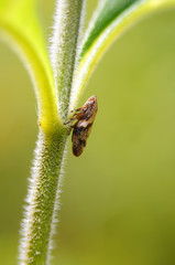 Very small insect - aphlophora alni, from cicadas family.